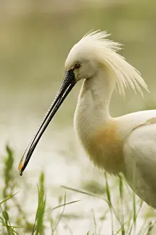 Eurasian Spoonbill (Platalea leucorodia)
