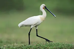 Eurasian spoonbill (Platalea leucorodia)