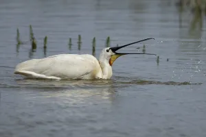 Eurasian spoonbill (Platalea leucorodia) adult bird feeding on a fish in a shallow lagoon