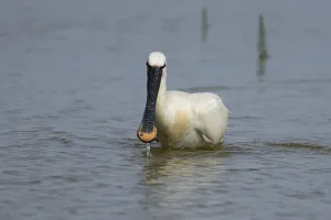 Eurasian spoonbill (Platalea leucorodia) adult bird feeding in a shallow lagoon