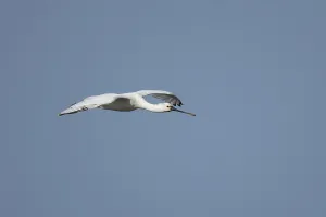 Eurasian spoonbill (Platalea leucorodia) adult bird flying in a blue sky