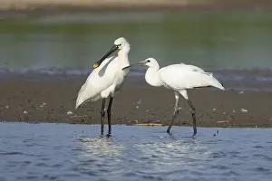 Eurasian spoonbill (Platalea leucorodia) adult bird with a juvenile bird begging for food in a shallow lagoon