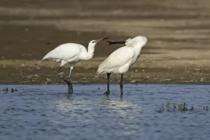Eurasian spoonbill (Platalea leucorodia) adult bird with a juvenile bird begging for food in a shallow lagoon