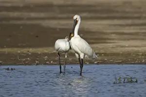 Eurasian spoonbill (Platalea leucorodia) adult bird with a juvenile bird begging for food in a shallow lagoon