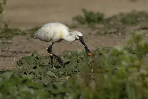 Eurasian spoonbill (Platalea leucorodia) adult bird with a stick in its beak