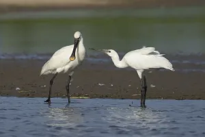 Eurasian spoonbill (Platalea leucorodia) two birds adult bird and juvenile bird begging for food in a shallow lagoon