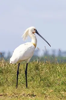 Eurasian Spoonbill (Platalea leucorodia) Common Spoonbill