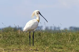 Eurasian Spoonbill (Platalea leucorodia) Common Spoonbill