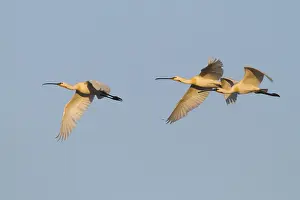 Eurasian Spoonbill (Platalea leucorodia) flying