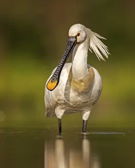 Eurasian spoonbill (Platalea leucorodia) foraging