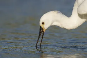 Eurasian Spoonbill (Platalea leucorodia) foraging