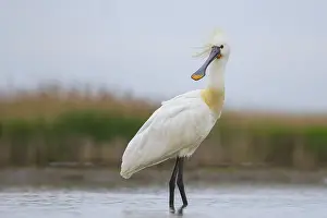 Eurasian Spoonbill (Platalea leucorodia) foraging