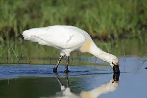 Eurasian spoonbill (Platalea leucorodia), Greece