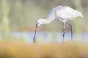 Eurasian Spoonbill (Platalea leucorodia) juvenile foraging