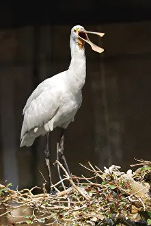 Eurasian Spoonbill platalea leucorodia in zoo Calcutta Kolkata