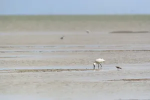 Eurasian Spoonbill wading in wadden sea