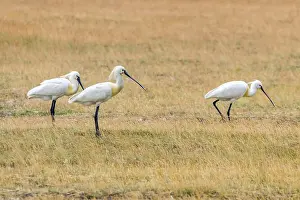 Eurasian Spoonbills (Platalea leucorodia) Common Spoonbills
