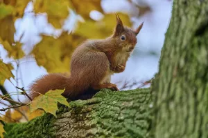 Eurasian squirrel (Sciurus vulgaris)