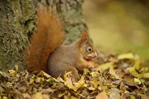 Eurasian squirrel (Sciurus vulgaris)