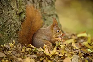 Eurasian squirrel (Sciurus vulgaris)