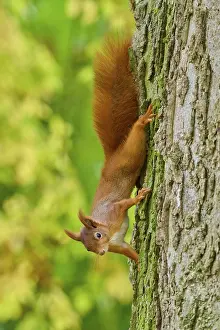 Eurasian squirrel (Sciurus vulgaris)