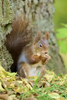 Eurasian squirrel (Sciurus vulgaris)