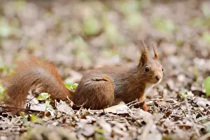 Eurasian squirrel (Sciurus vulgaris)