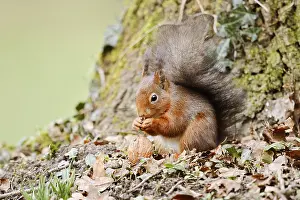 Eurasian squirrel (Sciurus vulgaris) eating a walnut