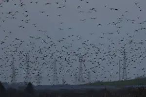 Eurasian starling (Sturnus vulgaris)