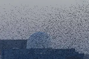 Eurasian starling (Sturnus vulgaris)