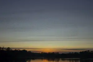 Eurasian starling (Sturnus vulgaris) adult birds flying in flight in a murmuration over a lake at sunset in winter