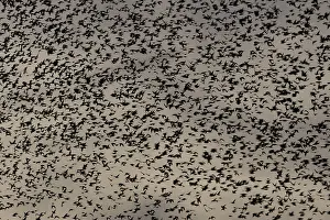 Eurasian starling (Sturnus vulgaris) adult birds flying in a flock in a murmuration at sunset in winter