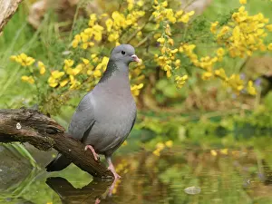 Eurasian stock dove (Columba oenas)