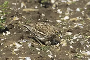 Eurasian Stone-curlew (Burhinus oedicnemus)