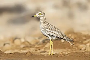 Eurasian Stone-curlew (Burhinus oedicnemus)