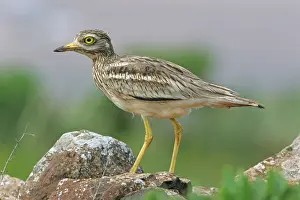 Eurasian Stone-curlew (Burhinus oedicnemus) adult
