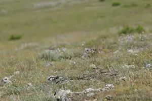 Eurasian Stone-curlew (Burhinus oedicnemus) adult