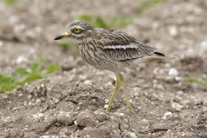 Eurasian stone curlew (Burhinus oedicnemus) adult