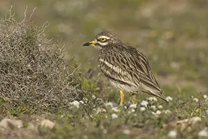 Eurasian Stone-curlew (Burhinus oedicnemus insularum)