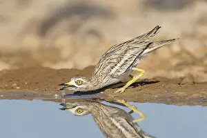 Eurasian Stone-curlew (Burhinus oedicnemus) juvenile drinking
