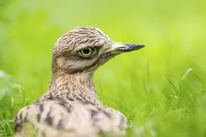 Eurasian stone-curlew (Burhinus oedicnemus) lying on a meadow
