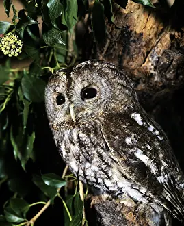 EURASIAN TAWNY OWL (strix aluco)