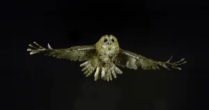 Eurasian Tawny Owl (strix aluco)