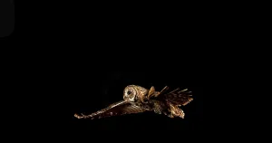 Eurasian Tawny Owl (strix aluco)