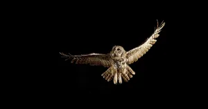 Eurasian Tawny Owl (strix aluco)