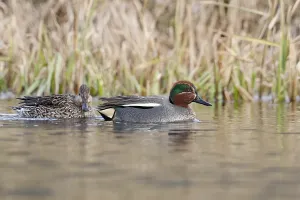 Eurasian Teal (Anas crecca), Bavaria