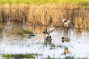 Eurasian Teal, Anas crecca, birds in flight over marshes