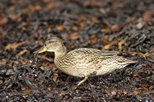 Framed Print : Eurasian Teal (Anas crecca) female foraging