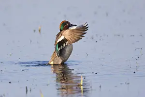 Eurasian Teal (Anas crecca), a male duck flapping its wings