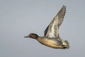 Eurasian Teal (Anas crecca) male flying